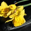 image005